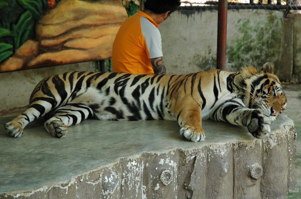 Sriacha-tiger-farm-memories-02_.JPG