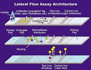 300px-Lateral_Flow_Assay.jpg.c67df644dccd7346ef41875223020d56.jpg