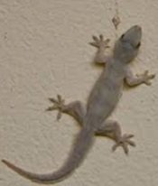 noisy_gecko.jpg.e1548d27805e71f123053d5808811d91.jpg