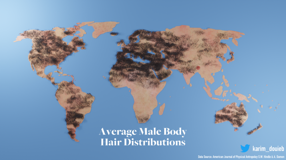 Hairdistributioninmales.thumb.png.69f687ac61bc706382eb0883f6860136.png